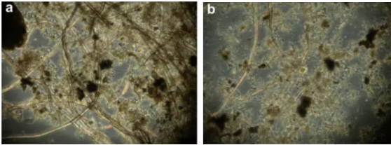 纖維素對污水生物處理系統性能的影響及機理分析